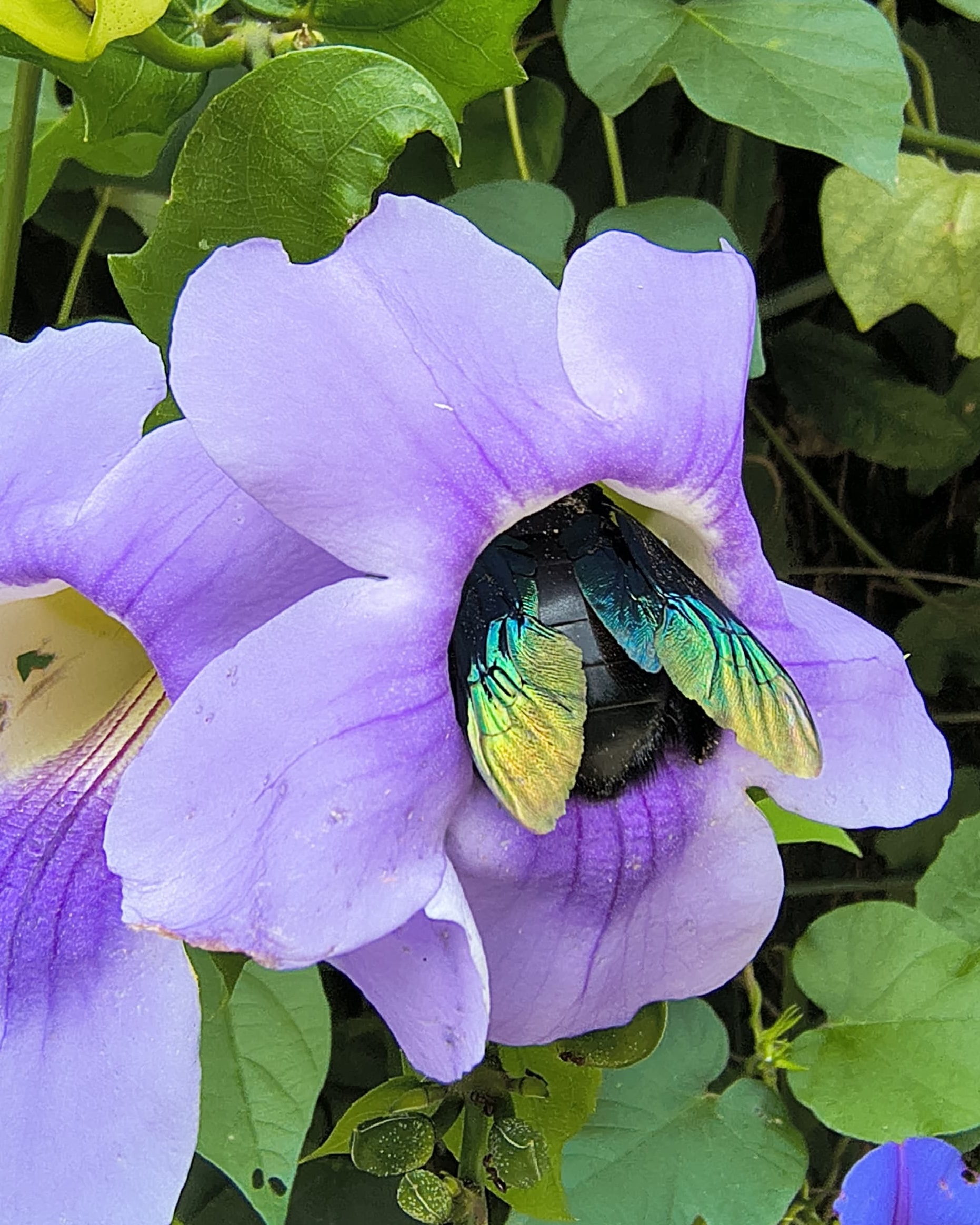 Carpenter bee, close-up view showing wing iridescence